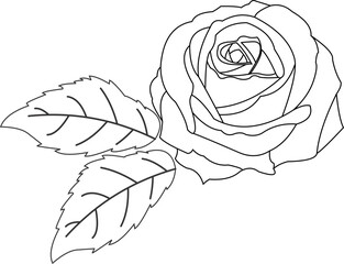 Rose Flower Outline