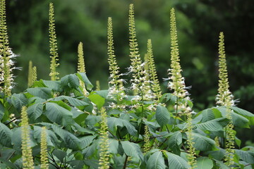 Aesculus parviflora. Bottlebrush buckeye, dwarf horse chestnut.