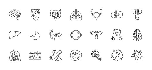 Human organs, line icon set - brain, heart, intestines, lungs, kidneys, liver, stomach, hearing, vision, reproductive system, ribs, skin, blood cells, vessels, neuron. Anatomy signs. Editable strokes