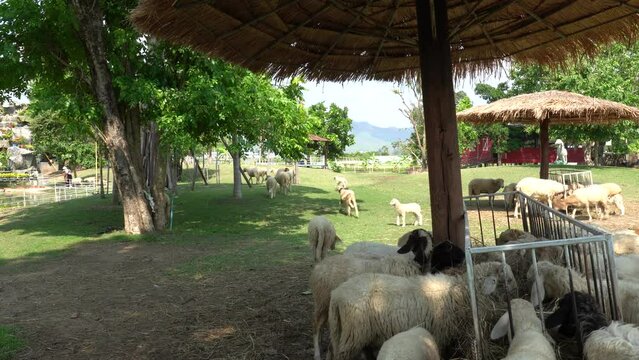 Farm animal sheep walking, resting, eating grass freely in farmland