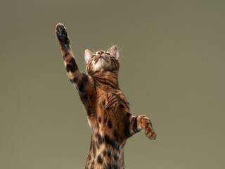 A captivating Bengal cat extends its limbs gracefully, reaching skyward with focus and poise