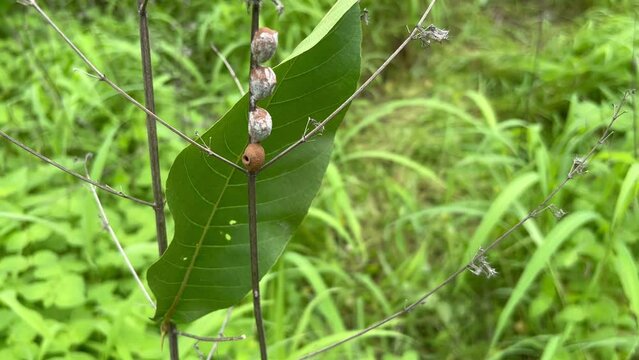 A potter wasp nest on small branch of tree.