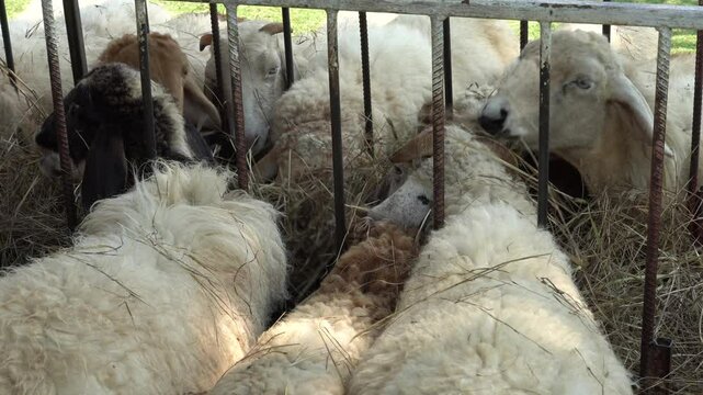 Farm animal sheep walking, resting, eating grass freely in farmland