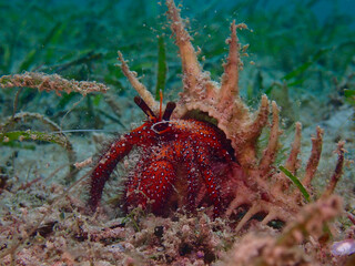 Hermit crab with shell. Hermit crab in a shell on a sandy bottom among sea grass underwater.