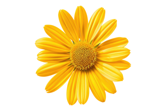 Yellow daisy flower isolated on transparent background