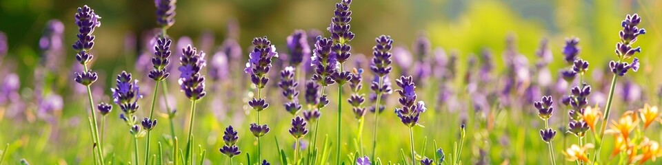 Obraz premium Serene summer meadow with lavender lilies, offering ample copy space for text, ideal for nature and wellness promotions.