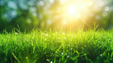 Close-up shot of lush green grass illuminated by the warm rays of the sun, showcasing the beauty of nature in a bright and vibrant setting.