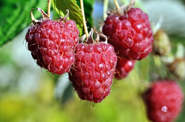close-up of ripening organic raspberry branch in the garden at summer day
