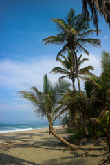 palm trees on the beach