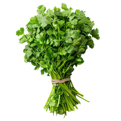 Detailed cutout of a A bundle of cilantro isolated 