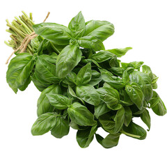 Basil