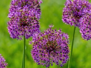 Obraz premium Purple flower background with petals. Garlic flower. Selective focus.