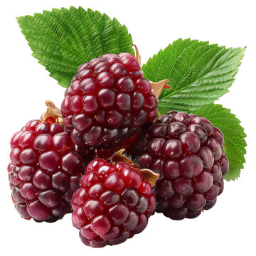 Detailed cutout of a A fresh loganberry isolated 