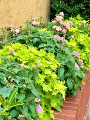 Flower bed with greenery in brick bed with yellow stucco wall