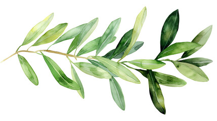 A leafy green branch with leaves on it isolated on a transparent background