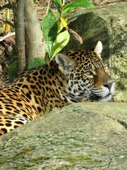 Obraz premium jaguar