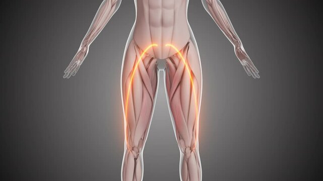 Animation of the inner thigh muscles