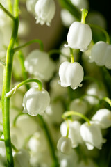 lily of the valley close up