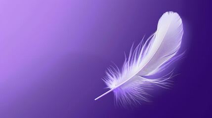 White feathers on purple background