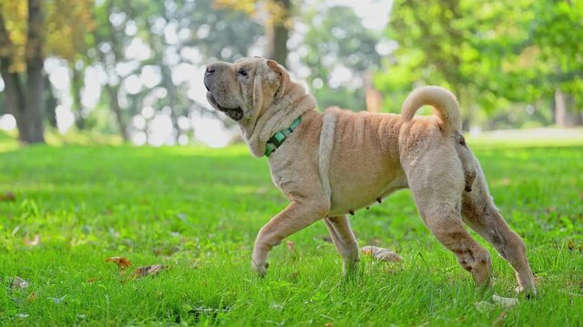 Shar pei purebred dog walking on the green grass