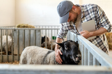 A male farm worker hugs a sheep in a pen. Inspection of the sheep farm.