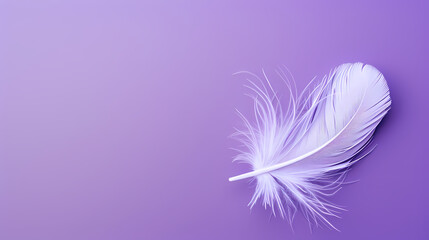 Obraz premium White feathers on purple background