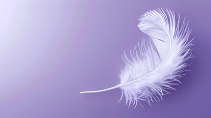 Obraz premium White feathers on purple background