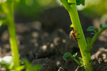 Colorado potato beetle on a potato stem close-up, control of insects and beetles on plants