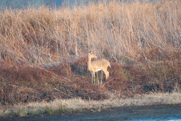 Reedbuck near pond