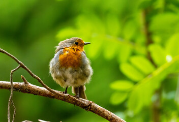 robin on a branch