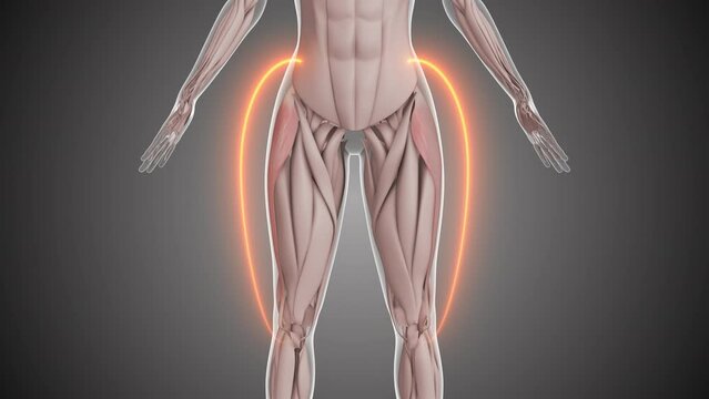 Animation of the tensor fasciae latae thigh muscles