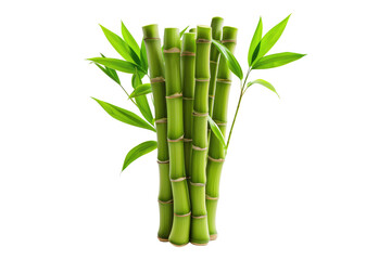 Obraz premium Bamboo shoots isolated on transparent background