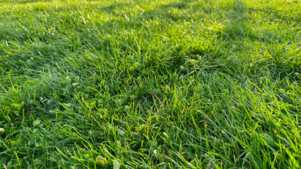 Background vibrant green grass field with clover leaves at sunrise. Early morning dew on lush lawn,...