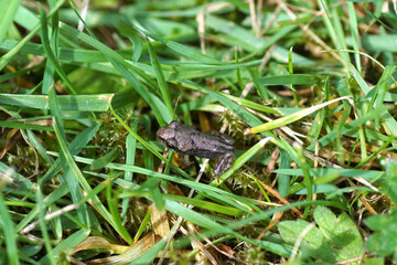 Close up small, young Common frog (Rana temporaria). Family true frogs (Ranidae). On the lawn in the grass. Dutch garden. Summer, July