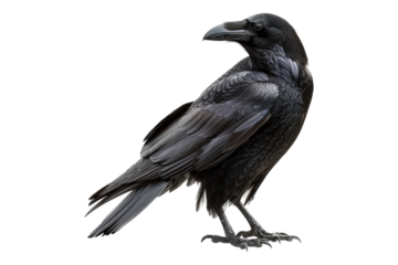 Black ravan isolated on transparent background