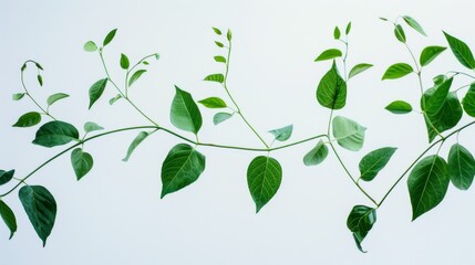 Obraz premium Green leaves of the plant on a white background.