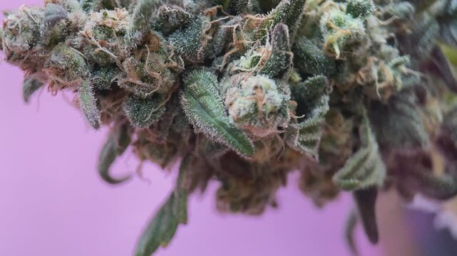 Bud of mature medical cannabis rotates, macro. Natural organic medicine with CBD and THC. Concept of organic medicine and psychological dependence