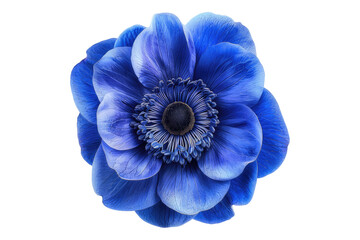 Blue anemone flower isolated on transparent background