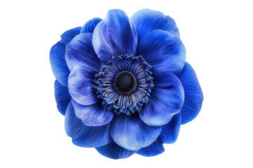 Blue anemone flower isolated on transparent background