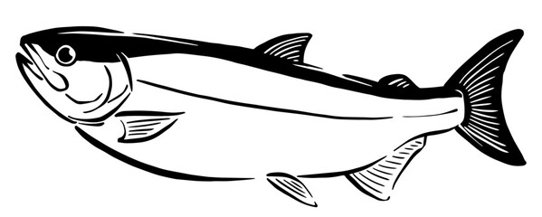 サケ（白鮭）の手書き線画イラスト