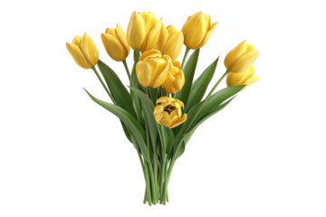 Bunch of yellow tulips isolated on transparent background