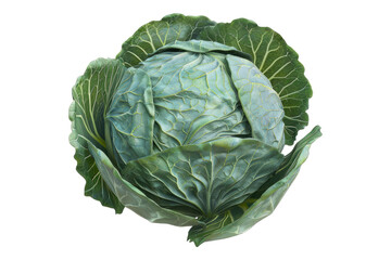 Fototapeta premium Cabbage isolated on transparent background