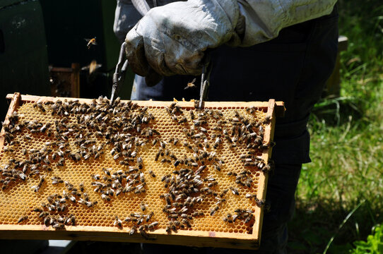 Flei&szlig;iges Bienchen #Imker im NABU Damme kontrolliert die Honigwaben seiner Bienenv&ouml;lker im Stock.