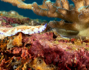 A Pseudoceros Sp flatworm crawling on soft coral Boracay Island Philippines