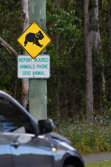 Close-up yellow black Koala crossing phone hotline warning sign vehicle driving by QLD Australia...