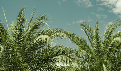 palm trees with beautiful green leaves slender outdoor park