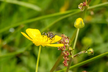Pollinator insects on bright yellow flowers with natural green background