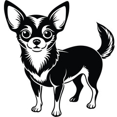 chihuahua dog