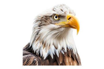 Eagle isolated on transparent background