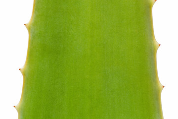 close up of green aloe leaf isolated on white